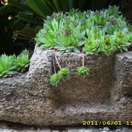 Guest House Villa Katty バルチク エクステリア 写真